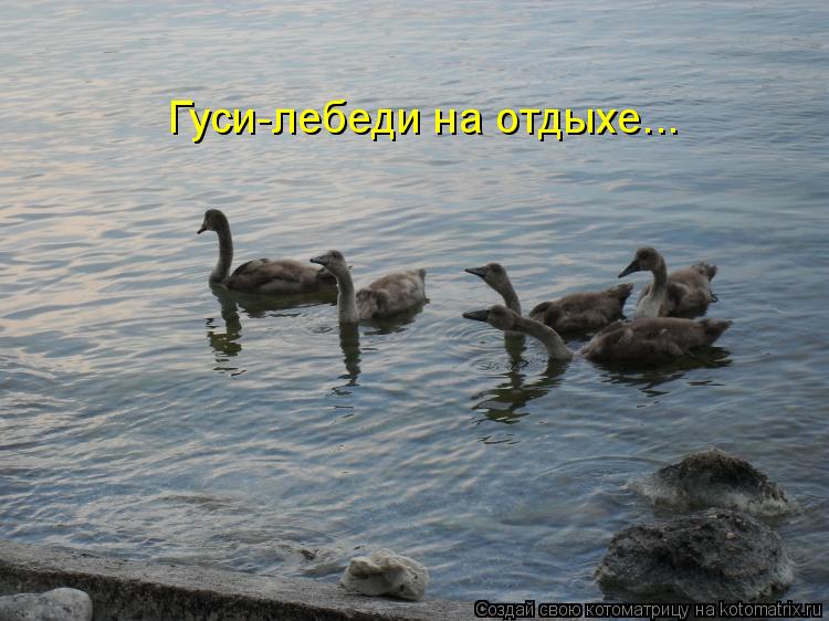 Гуси-лебеди на отдыхе...... Котоматрица: Гуси-лебеди на отдыхе...