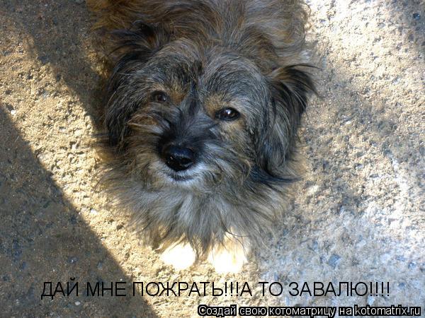 Котоматрица: ДАЙ МНЕ ПОЖРАТЬ!!!А ТО ЗАВАЛЮ!!!!