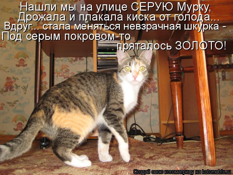 Нашли мы на улице СЕРУЮ Мурку, Дрожала и плакала киска от голода... Вдруг... стала меняться невзрачна... Котоматрица: Нашли мы на улице СЕРУЮ Мурку, Дрожала и плакала киска от голода... Вдруг... стала меняться невзрачная шкурка - Под серым покровом-то прятало