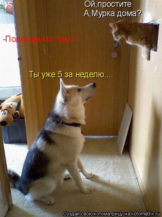 Котоматрица: Ой,простите А,Мурка дома? Ты уже 5 за неделю.... -Полкаша,кто там?