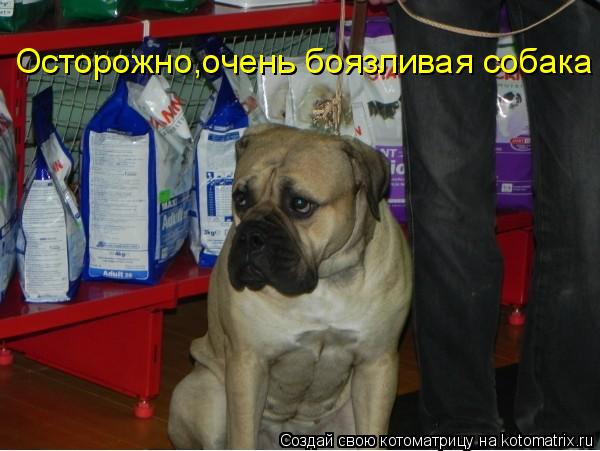 Котоматрица: Осторожно,очень боязливая собака