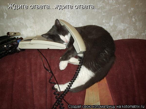 Котоматрица: Ждите ответа...ждите ответа...