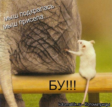 Котоматрица: мыш подкралась мыш присела ... ... БУ!!!