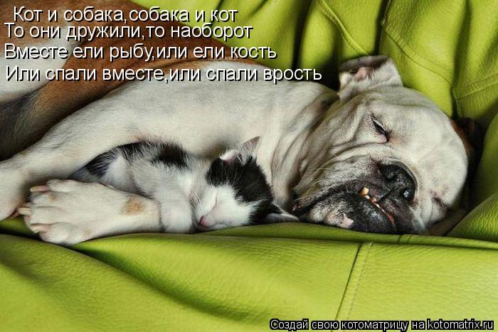 Котоматрица: Кот и собака,собака и кот То они дружили,то наоборот Вместе ели рыбу,или ели кость Или спали вместе,или спали врость