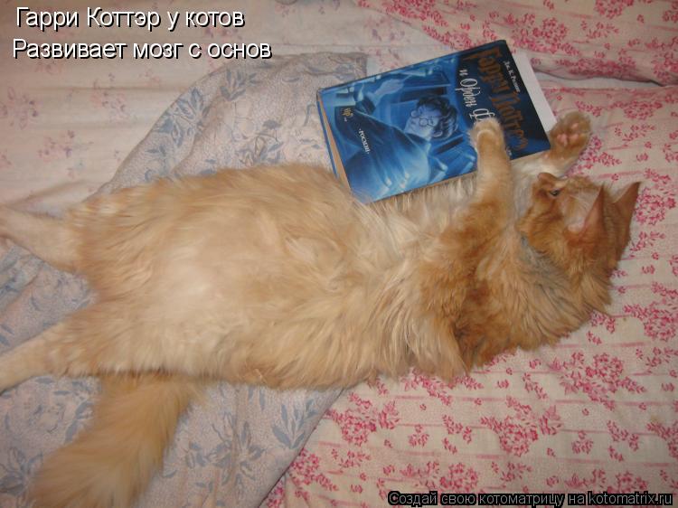Котоматрица: Гарри Коттэр у котов  Развивает мозг с основ