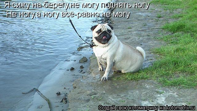 Котоматрица: Я сижу на берегу,не могу поднять ногу Не ногу,а ногу всё-равно не могу
