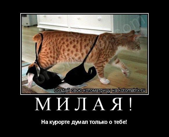 Котоматрица: Милая! На курорте думал только о тебе!