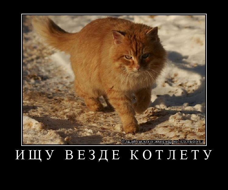 Котоматрица: ищу везде котлету 
