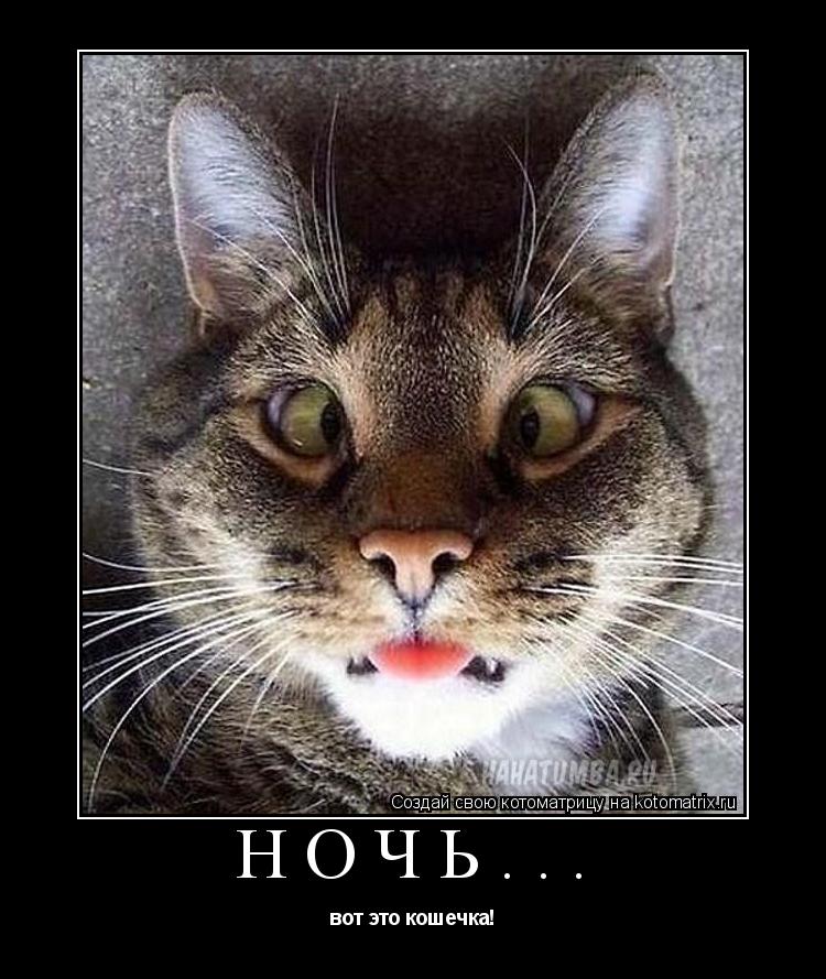Ночь... вот это кошечка!... Котоматрица: Ночь... вот это кошечка!