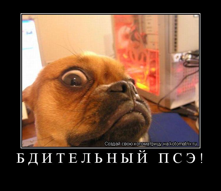 Бдительный псЭ! ... Котоматрица: Бдительный псЭ!