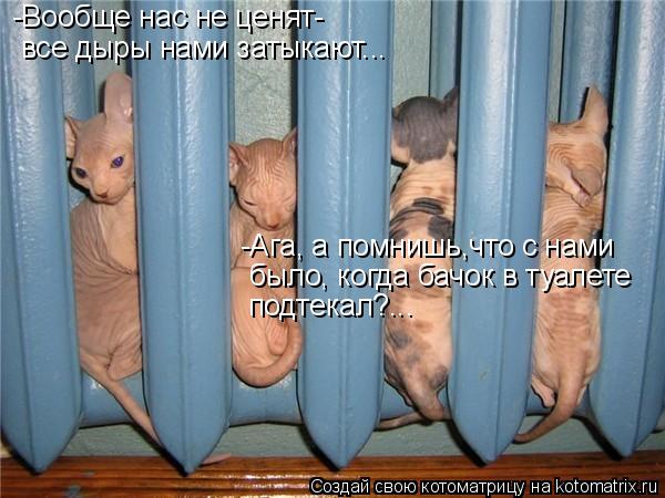 Котоматрица: -Вообще нас не ценят- все дыры нами затыкают... подтекал?... -Ага, а помнишь,что с нами  было, когда бачок в туалете
