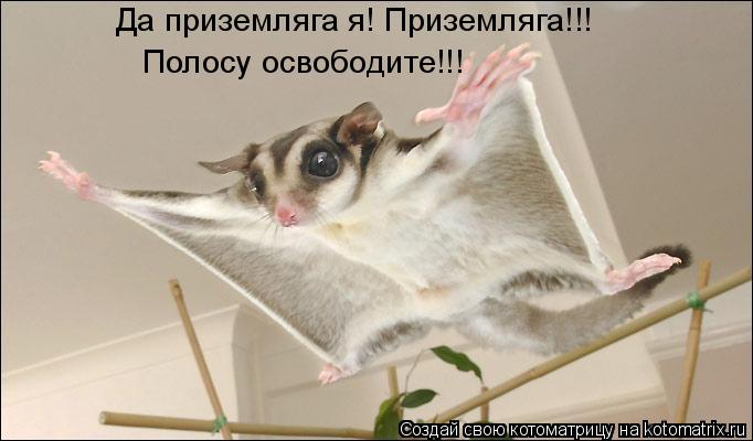 Котоматрица: Да приземляга я! Приземляга!!! Полосу освободите!!!