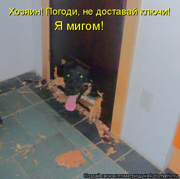 Котоматрица: Хозяин! Погоди, не доставай ключи!  Я мигом!