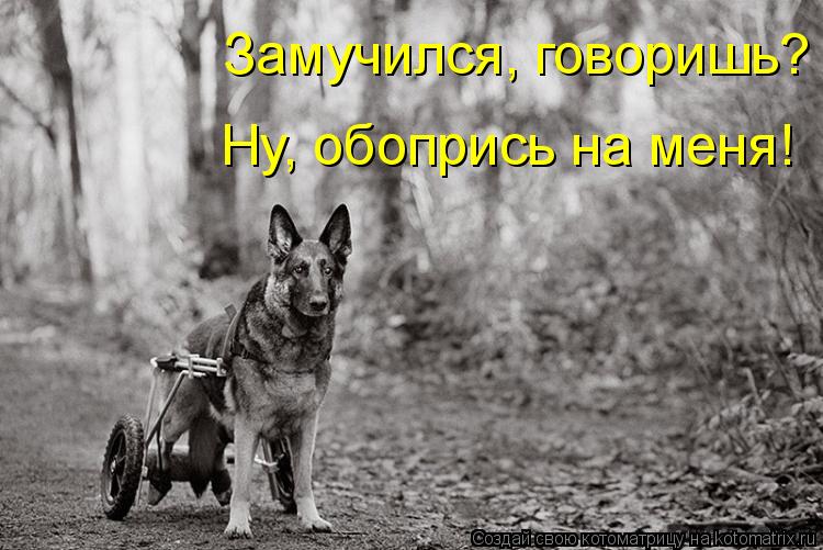 Котоматрица: Замучился, говоришь? Ну, обопрись на меня!
