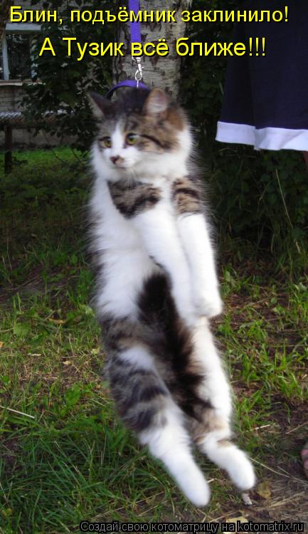 Котоматрица: Блин, подъёмник заклинило!  А Тузик всё ближе!!!
