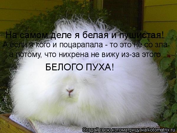 Котоматрица: На самом деле я белая и пушистая! А если я кого и поцарапала - то это не со зла БЕЛОГО ПУХА! а потому, что нихрена не вижу из-за этого