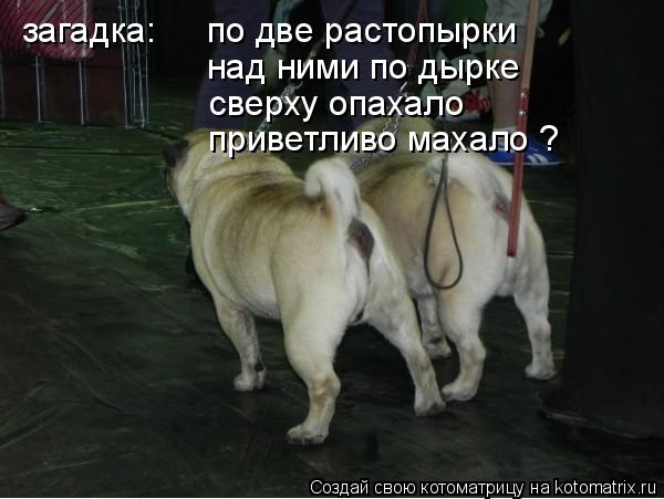 Котоматрица: загадка: по две растопырки над ними по дырке сверху опахало приветливо махало ?
