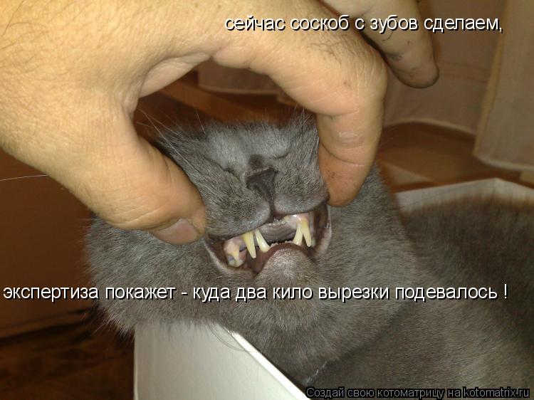 Котоматрица: сейчас соскоб с зубов сделаем, экспертиза покажет - куда два кило вырезки подевалось !
