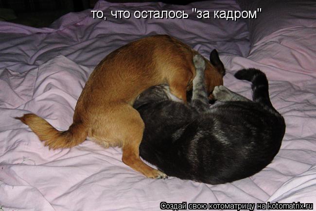 Котоматрица: то, что осталось "за кадром"