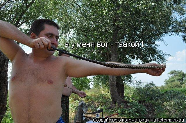 Котоматрица: а у меня вот - таакой !