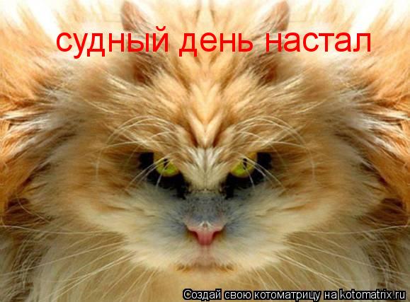 Котоматрица: судный день настал