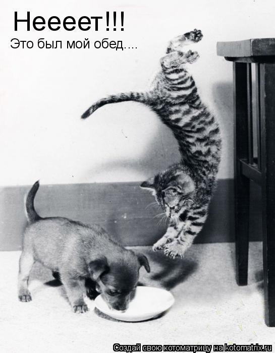 Котоматрица: Неееет!!!  Это был мой обед....