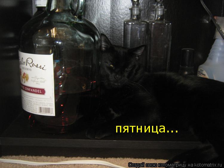 Котоматрица: пятница...