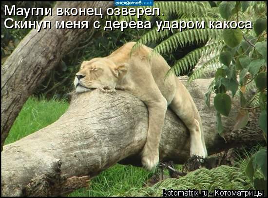 Котоматрица: Маугли вконец озверел. Скинул меня с дерева ударом какоса