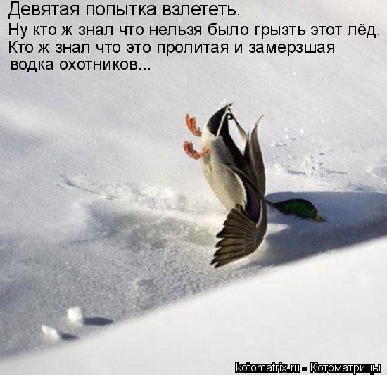 Котоматрица: Девятая попытка взлететь. Ну кто ж знал что нельзя было грызть этот лёд. Кто ж знал что это пролитая и замерзшая  водка охотников...