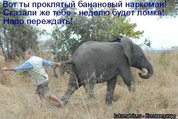 Котоматрица: Вот ты проклятый банановый наркоман! Сказали же тебе - неделю будет ломка! Надо переждать!