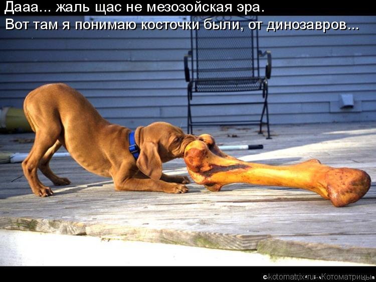 Котоматрица: Дааа... жаль щас не мезозойская эра. Вот там я понимаю косточки были, от динозавров...
