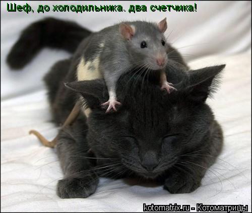 Котоматрица: Шеф, до холодильника. два счетчика!