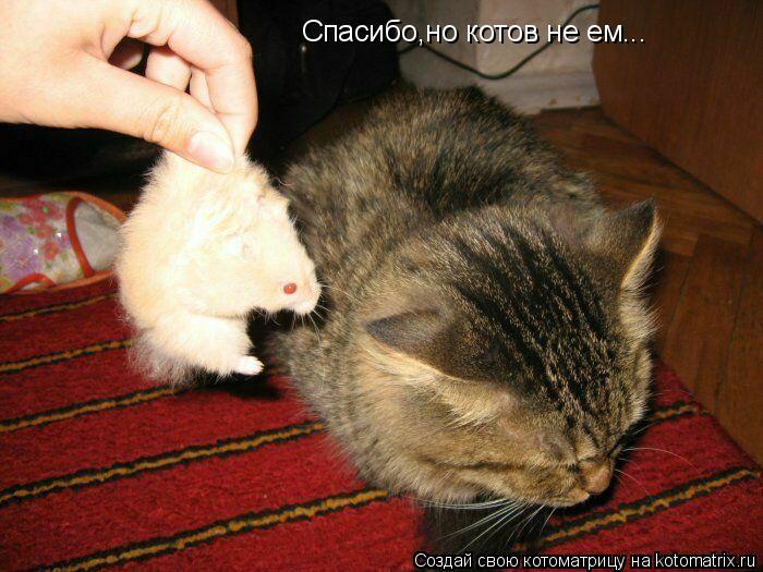 Спасибо,но котов не ем...... Котоматрица: Спасибо,но котов не ем...