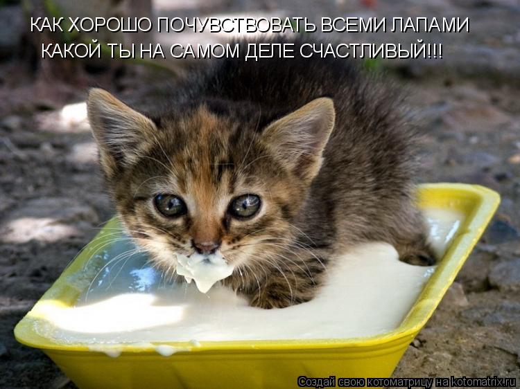 КАК ХОРОШО ПОЧУВСТВОВАТЬ ВСЕМИ ЛАПАМИ КАКОЙ ТЫ НА САМОМ ДЕЛЕ СЧАСТЛИВЫЙ!!!... Котоматрица: КАК ХОРОШО ПОЧУВСТВОВАТЬ ВСЕМИ ЛАПАМИ КАКОЙ ТЫ НА САМОМ ДЕЛЕ СЧАСТЛИВЫЙ!!!