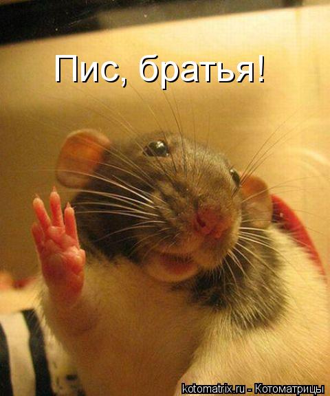 Котоматрица: Пис, братья!