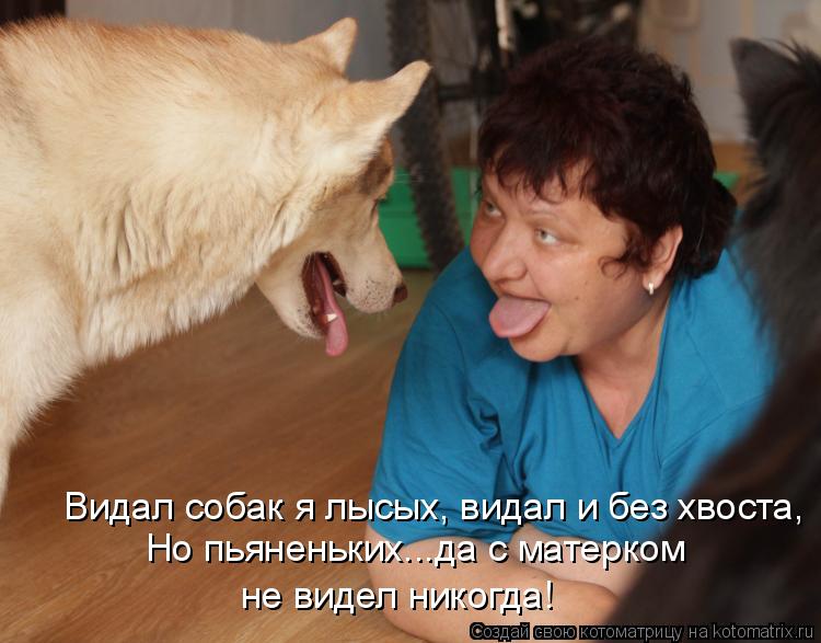 Видал собак я лысых, видал и без хвоста, Но пьяненьких...да с матерком не видел никогда!... Котоматрица: Видал собак я лысых, видал и без хвоста, Но пьяненьких...да с матерком не видел никогда!