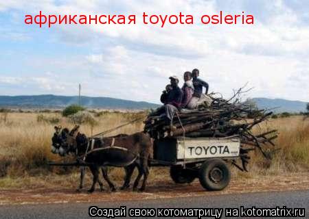 Котоматрица: африканская toyota osleria