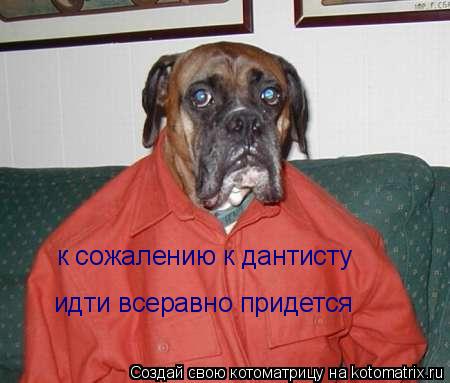 Котоматрица: к сожалению к дантисту  идти всеравно придется