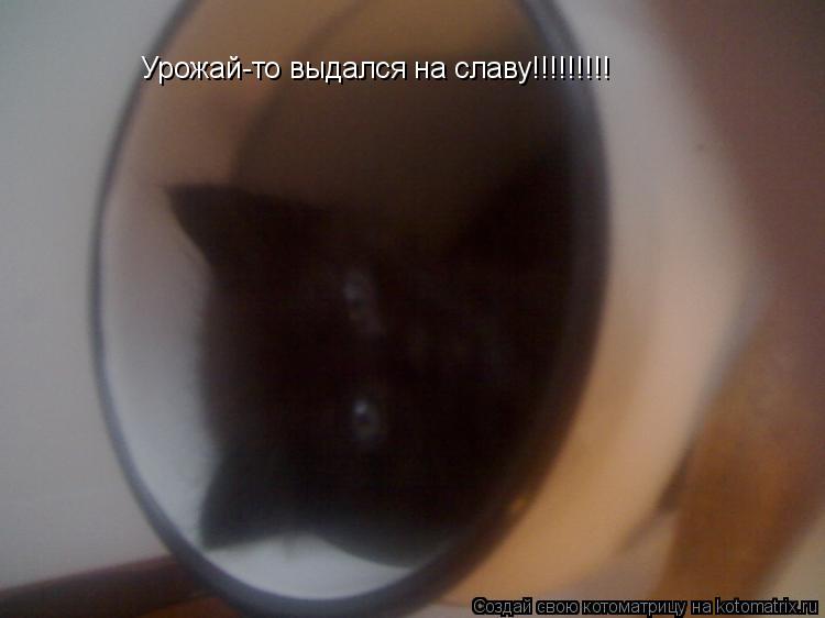 Котоматрица: Урожай-то выдался на славу!!!!!!!!!