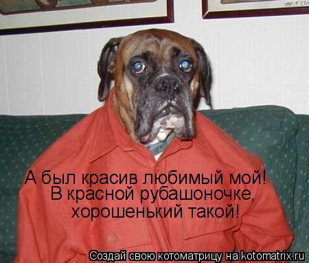 Котоматрица: А был красив любимый мой! В красной рубашоночке,  хорошенький такой!