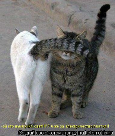 -эй кто выклучил свет!!?? я же за электричество платил!!... Котоматрица: -эй кто выклучил свет!!?? я же за электричество платил!!