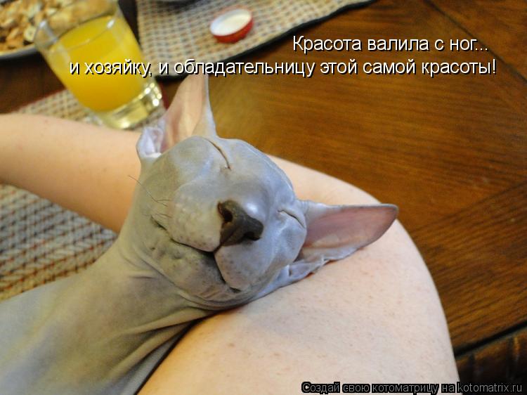 Котоматрица: Красота валила с ног... и хозяйку, и обладательницу этой самой красоты!