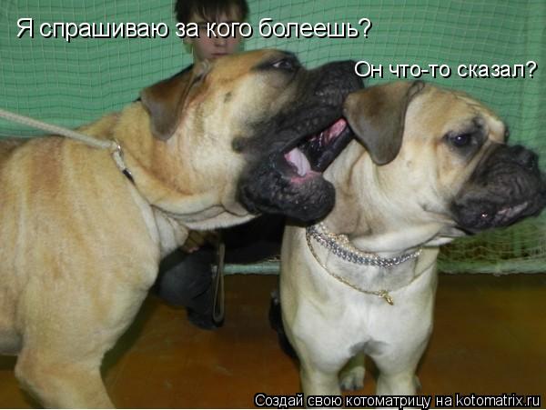 Я спрашиваю за кого болеешь? Он что-то сказал?... Котоматрица: Я спрашиваю за кого болеешь? Он что-то сказал?