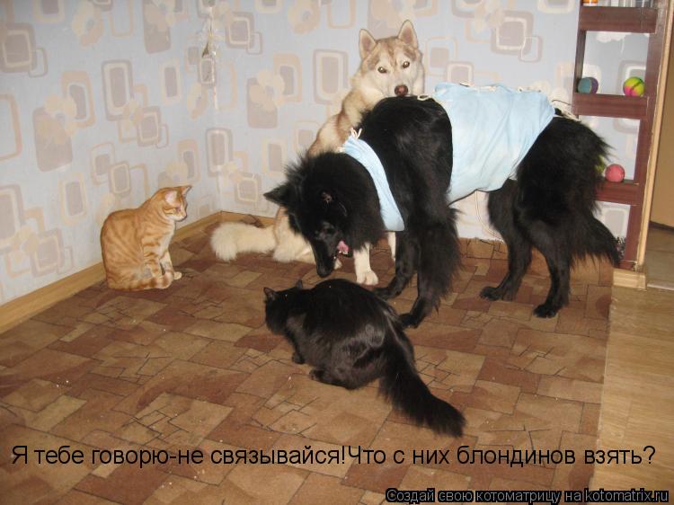 Котоматрица: Я тебе говорю-не связывайся!Что с них блондинов взять?