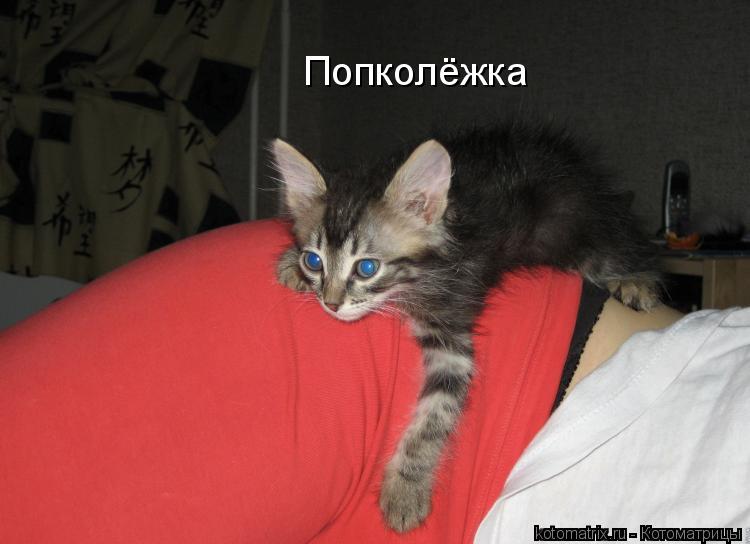 Котоматрица: Попколёжка