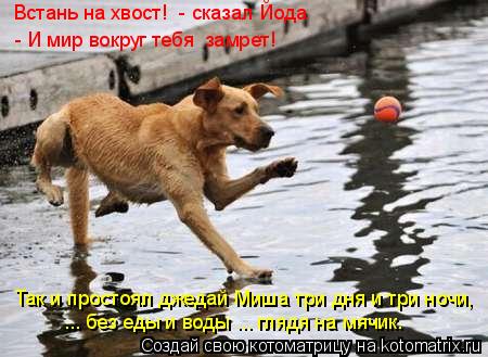 Котоматрица: Так и простоял джедай Миша три дня и три ночи,  ... без еды и воды ... глядя на мячик.  - И мир вокруг тебя  замрет! Встань на хвост!  - сказал Йода