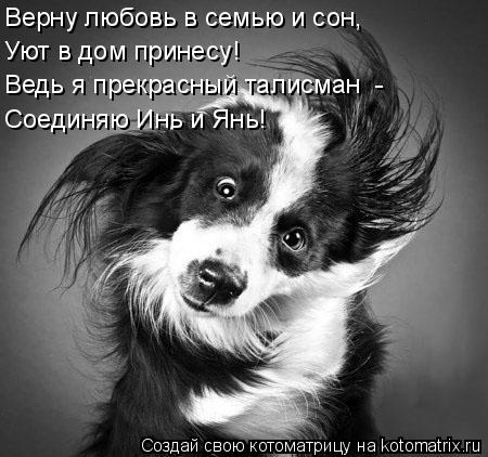 Котоматрица: Верну любовь в семью и сон, Уют в дом принесу! Ведь я прекрасный талисман  - Соединяю Инь и Янь!