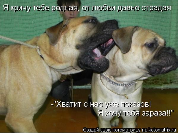 Котоматрица: Я кричу тебе родная, от любви давно страдая -"Хватит с нас уже показов! Я хочу тебя зараза!!"