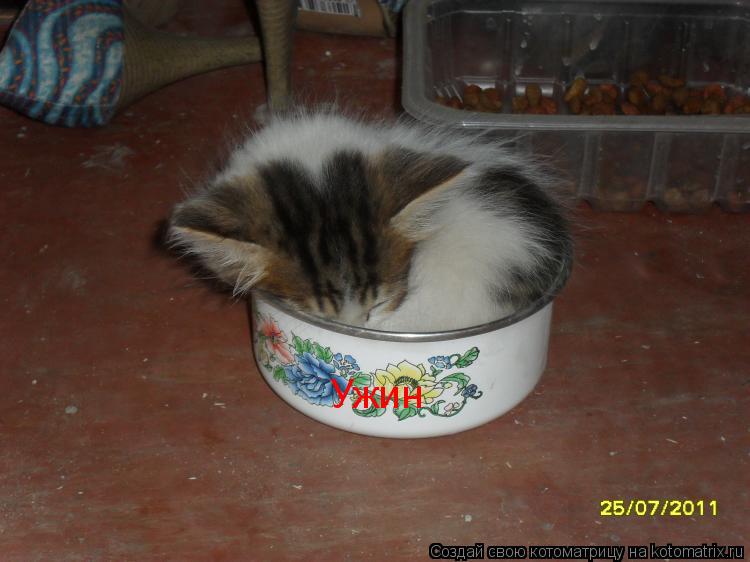 Котоматрица: Ужин