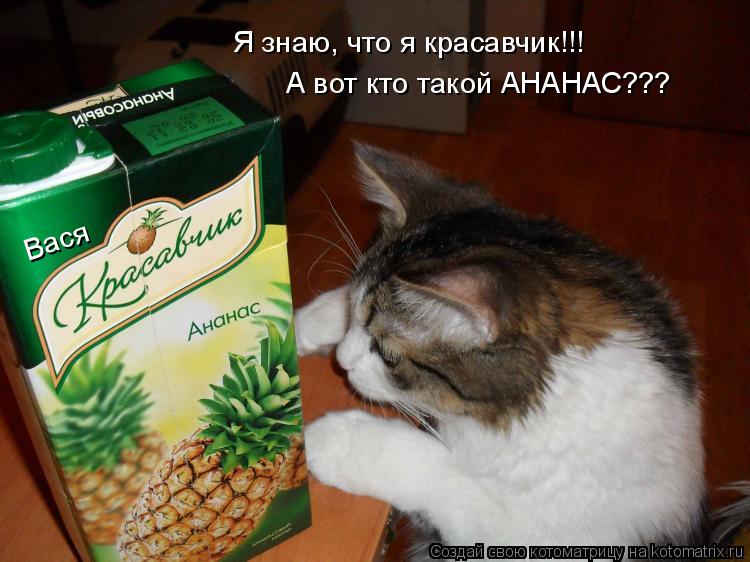 Котоматрица: Вася Я знаю, что я красавчик!!! А вот кто такой АНАНАС???